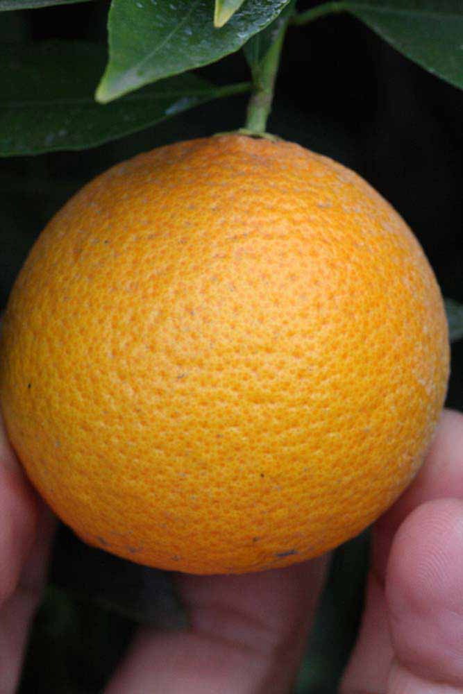            Fruit (Riverside, CA)   